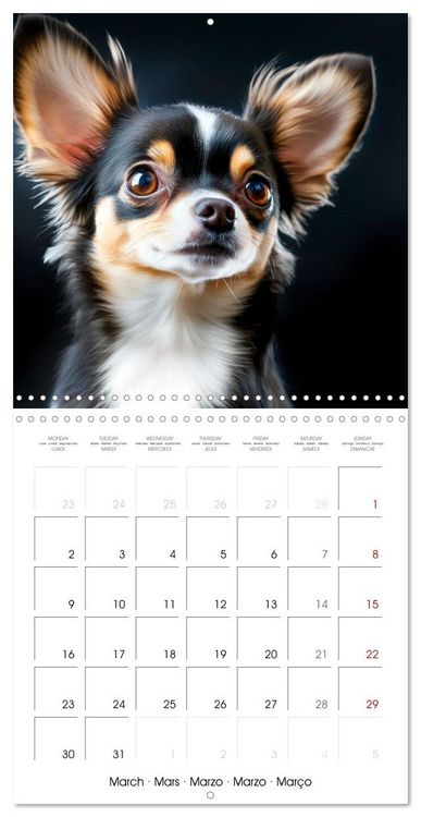Produktbild: Cute Chihuahua (Wall Calendar 2026 12 &times; 12 Inch) CALVENDO 12 Month Wall Calendar