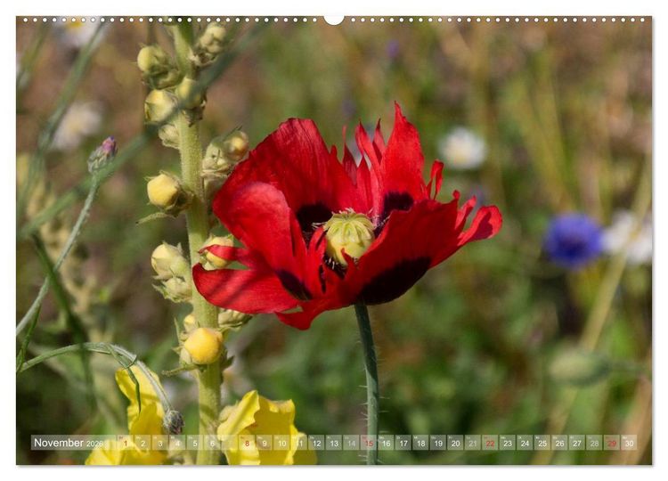 Produktbild: Mohn (hochwertiger Premium Wandkalender 2026 DIN A2 quer), Kunstdruck in Hochglanz