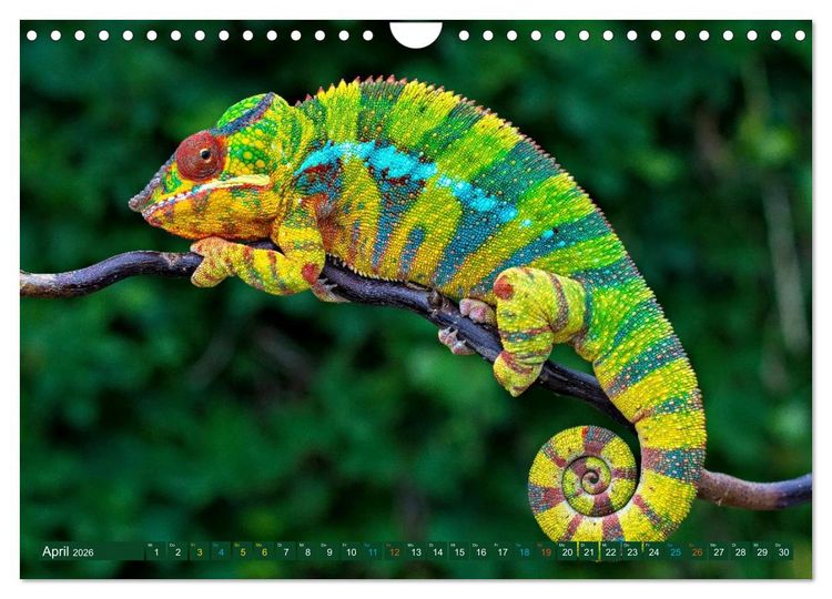 Produktbild: Cham&auml;leon - exotisches Reptil (Wandkalender 2026 DIN A4 quer), CALVENDO Monatskalender