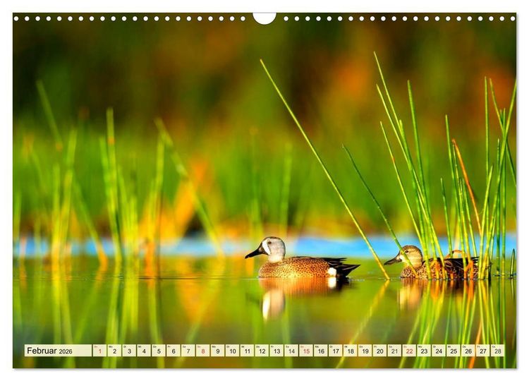 Produktbild: Enten. Beliebt, h&uuml;bsch und imposant (Wandkalender 2026 DIN A3 quer), CALVENDO Monatskalender
