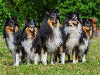 Produktbild: CALVENDO Puzzle Sheltie-Gruppe | 1000 Teile Lege-Gr&ouml;&szlig;e 64x48cm Foto-Puzzle f&uuml;r gl&uuml;ckliche Stunden