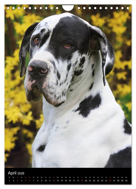Produktbild: Faszination Deutsche Dogge (Wandkalender 2026 DIN A4 hoch), CALVENDO Monatskalender