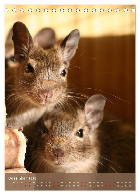 Produktbild: Degus - Winzlinge mit gro&szlig;em Herz (Tischkalender 2026 DIN A5 hoch), CALVENDO Monatskalender