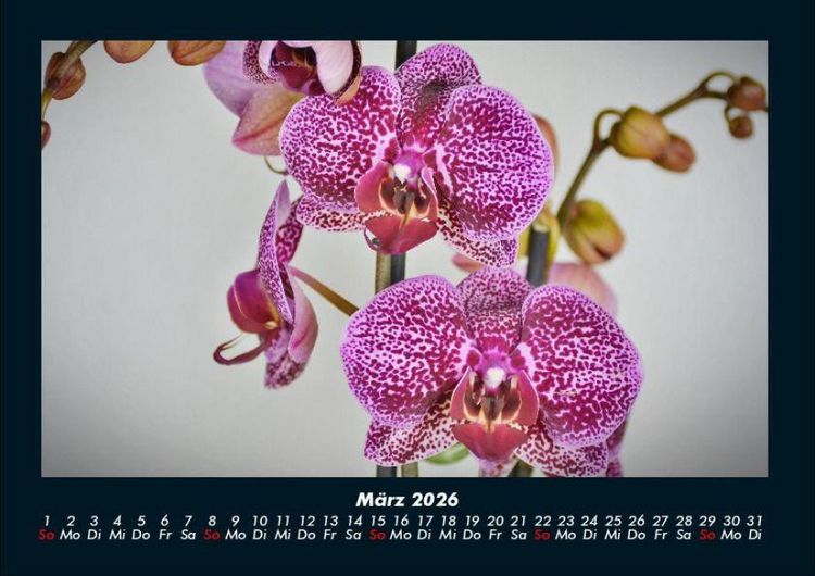 Produktbild: Blumentr&auml;ume 2026 Fotokalender DIN A4