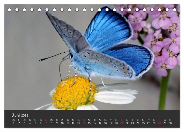 Produktbild: Wundersch&ouml;ne Schmetterlinge (Tischkalender 2026 DIN A5 quer), CALVENDO Monatskalender