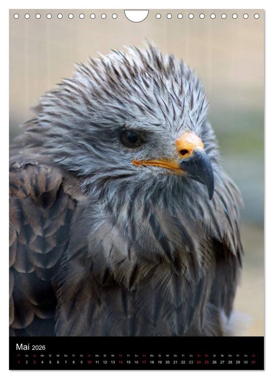 Produktbild: Scharfe Krallen, scharfe Augen, Greifv&ouml;gel und Eulen im Wildpark (Wandkalender 2026 DIN A4 hoch), CALVENDO Monatskalender