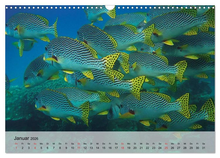 Produktbild: In der Meerestiefe. Fische und Korallen im ewigen Blau (Wandkalender 2026 DIN A3 quer), CALVENDO Monatskalender