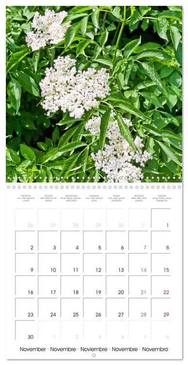 Produktbild: Herbal Haven. Enchanting Healing Plants (Wall Calendar 2026 12 &times; 12 Inch) CALVENDO 12 Month Wall Calendar