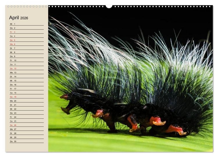 Produktbild: Raupen. Skurrile Verwandlungsk&uuml;nstler (hochwertiger Premium Wandkalender 2026 DIN A2 quer), Kunstdruck in Hochglanz