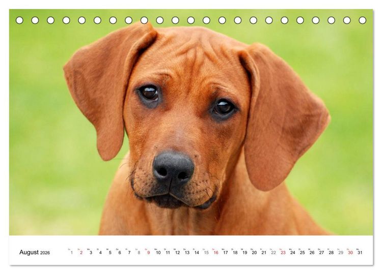 Produktbild: Rhodesian Ridgeback Welpen (Tischkalender 2026 DIN A5 quer), CALVENDO Monatskalender