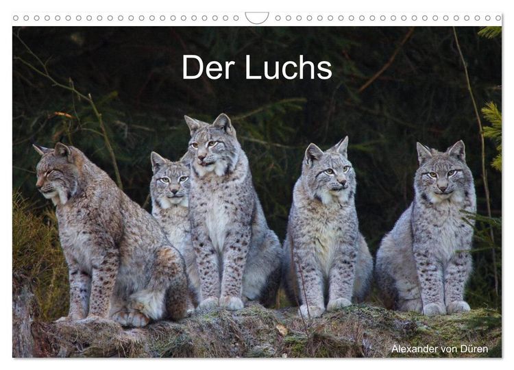 Produktbild: Der Luchs (Wandkalender 2026 DIN A3 quer), CALVENDO Monatskalender