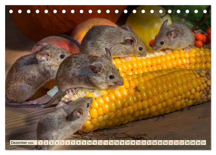 Produktbild: Kleiner Nager - Maus (Tischkalender 2026 DIN A5 quer), CALVENDO Monatskalender