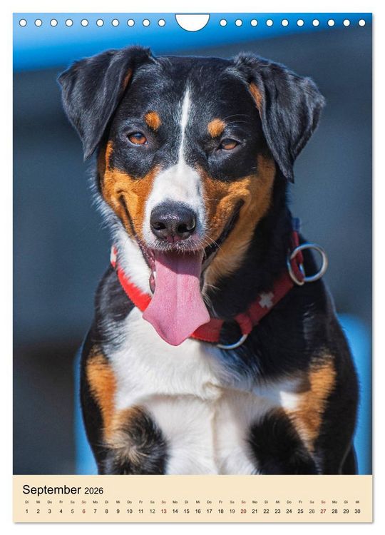 Produktbild: Schweizer Sennenhunde stellen sich vor (Wandkalender 2026 DIN A4 hoch), CALVENDO Monatskalender