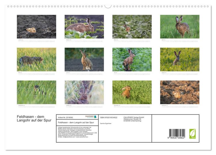 Produktbild: Feldhasen - dem Langohr auf der Spur (hochwertiger Premium Wandkalender 2026 DIN A2 quer), Kunstdruck in Hochglanz