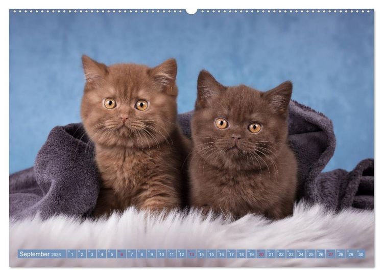 Produktbild: Kleine Stubenstiger (hochwertiger Premium Wandkalender 2026 DIN A2 quer), Kunstdruck in Hochglanz