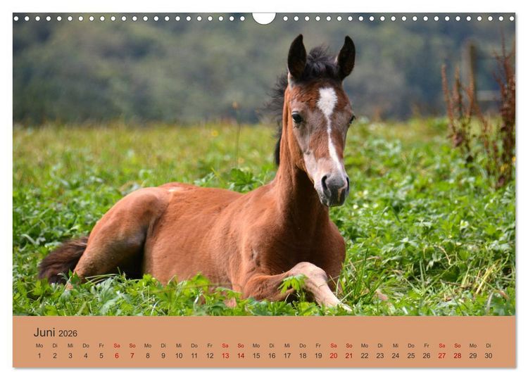 Produktbild: Die lieben Kleinen ... Tierkinder einfach zum Knuddeln (Wandkalender 2026 DIN A3 quer), CALVENDO Monatskalender