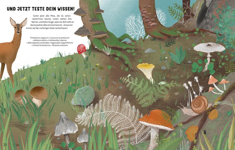 Produktbild: Die Geheimnisse der Pilze