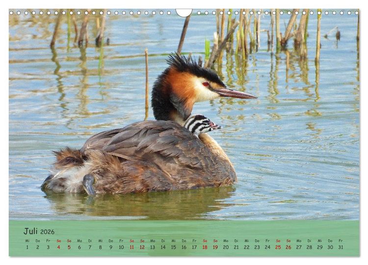 Produktbild: Wilder Nordosten - Aug in Aug mit Tieren der Ostseeregion (Wandkalender 2026 DIN A3 quer), CALVENDO Monatskalender