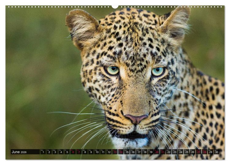 Produktbild: Leopards in the wild (High Quality Premium Wall Calendar 2026 DIN A2 landscape),CALVENDO 12 Month Wall Calendar