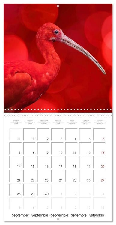 Produktbild: Wonderful Birds (Wall Calendar 2026 12 &times; 12 Inch) CALVENDO 12 Month Wall Calendar