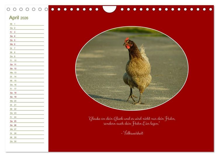 Produktbild: Freilaufende H&uuml;hner (Wandkalender 2026 DIN A4 quer), CALVENDO Monatskalender
