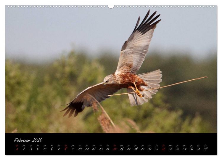 Produktbild: Heimische Eulen und Greife (hochwertiger Premium Wandkalender 2026 DIN A2 quer), Kunstdruck in Hochglanz