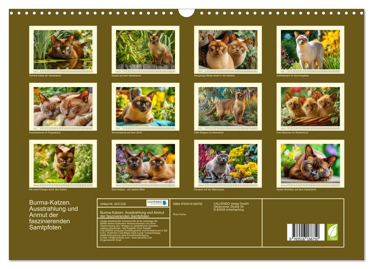 Produktbild: Burma-Katzen. Ausstrahlung und Anmut der faszinierenden Samtpfoten (Wandkalender 2026 DIN A3 quer), CALVENDO Monatskalender