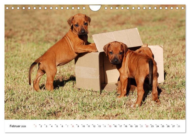 Produktbild: Rhodesian Ridgeback Welpen (Wandkalender 2026 DIN A4 quer), CALVENDO Monatskalender