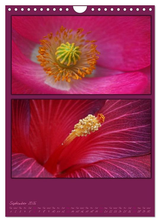 Produktbild: Colours of Nature / UK-Version (Wall Calendar 2026 DIN A4 portrait), CALVENDO 12 Month Wall Calendar