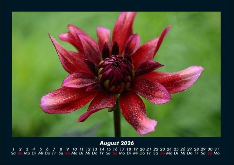Produktbild: Blumenkalender 2026 Fotokalender DIN A4
