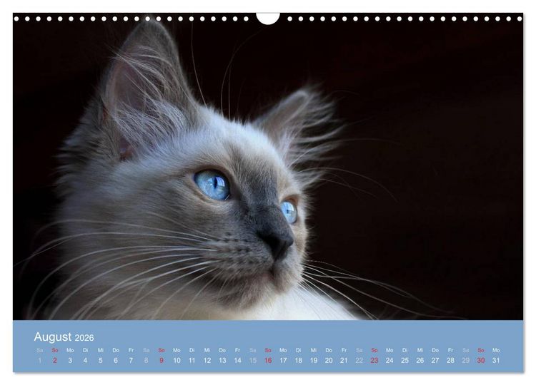 Produktbild: Engel auf 4 Pfoten - Ragdolls 2026 (Wandkalender 2026 DIN A3 quer), CALVENDO Monatskalender