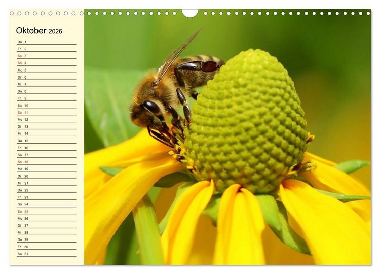 Produktbild: Flei&szlig;ige Bienen. Von der Bl&uuml;te bis zum Honig (Wandkalender 2026 DIN A3 quer), CALVENDO Monatskalender