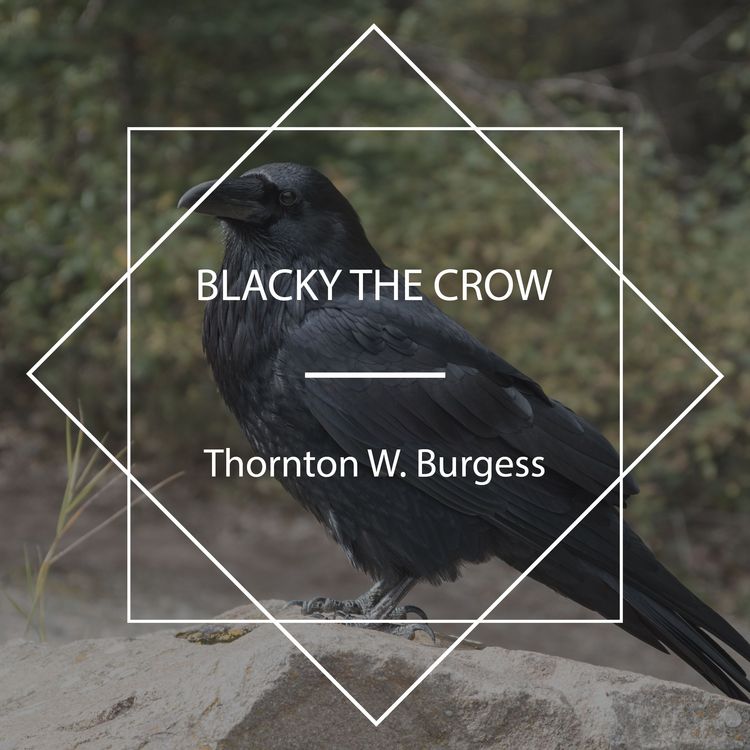 Produktbild: Blacky the Crow