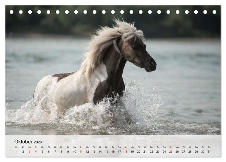 Produktbild: Pferde 2026 Kraft und Anmut (Tischkalender 2026 DIN A5 quer), CALVENDO Monatskalender
