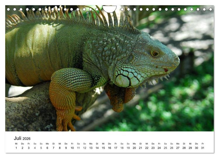 Produktbild: Faszination - Echsen (Wandkalender 2026 DIN A4 quer), CALVENDO Monatskalender