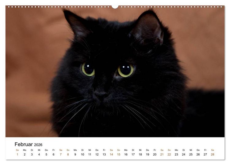 Produktbild: Ragdolls (hochwertiger Premium Wandkalender 2026 DIN A2 quer), Kunstdruck in Hochglanz
