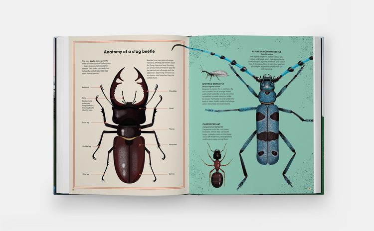Produktbild: The Tomorrow Tree: How Nature Creates New Life From Old (2025)