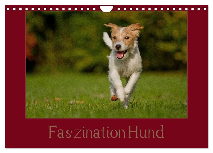 Produktbild: Faszination Hund (Wandkalender 2026 DIN A4 quer), CALVENDO Monatskalender