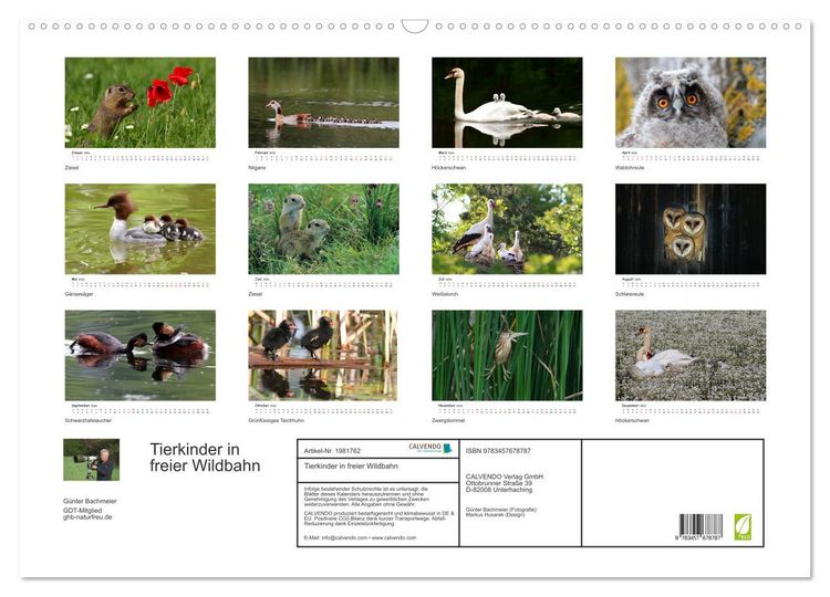 Produktbild: Tierkinder in freier Wildbahn (Wandkalender 2026 DIN A2 quer), CALVENDO Monatskalender