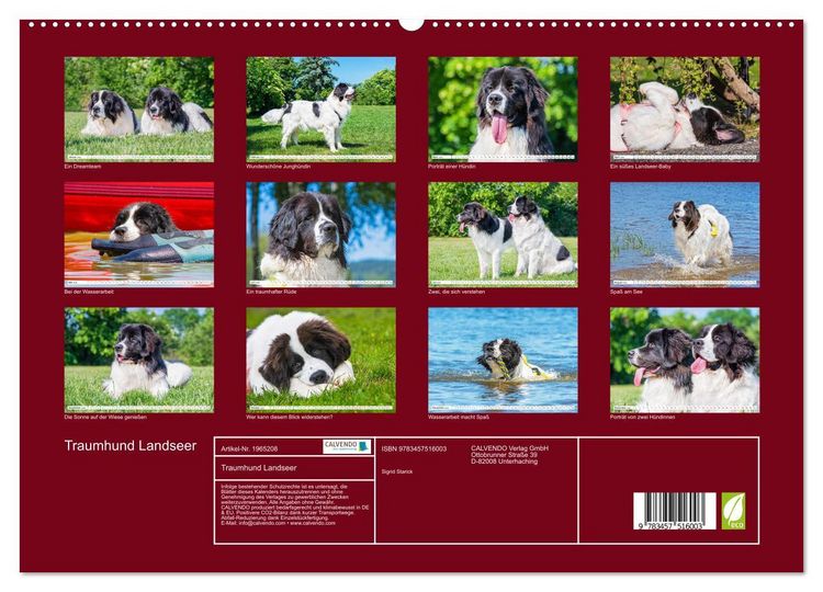 Produktbild: Traumhund Landseer (hochwertiger Premium Wandkalender 2026 DIN A2 quer), Kunstdruck in Hochglanz