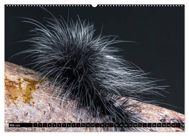 Produktbild: Raupen - Skurrile Verwandlungsk&uuml;nstler (hochwertiger Premium Wandkalender 2026 DIN A2 quer), Kunstdruck in Hochglanz