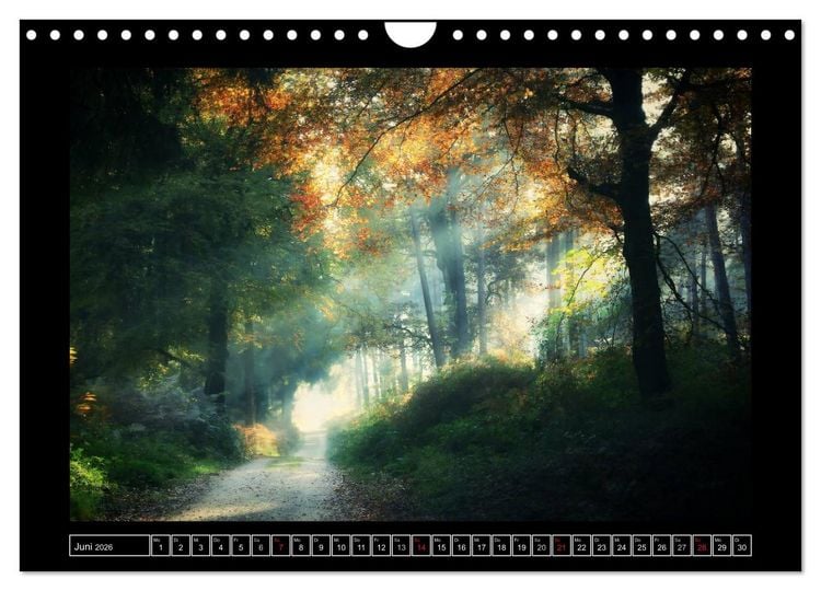 Produktbild: Der Reichswald bei Kleve (Wandkalender 2026 DIN A4 quer), CALVENDO Monatskalender