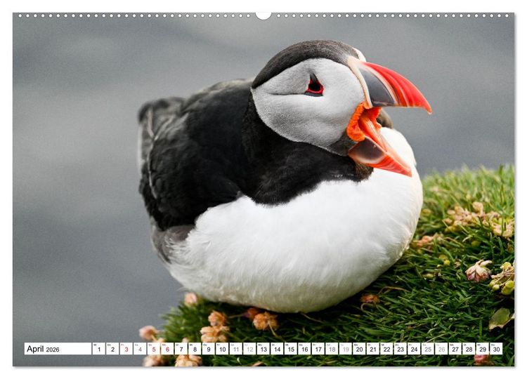 Produktbild: Islands Papageientaucher (Wandkalender 2026 DIN A2 quer), CALVENDO Monatskalender