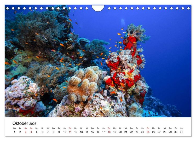 Produktbild: Highlights aus dem Meer - Tauchkalender (Wandkalender 2026 DIN A4 quer), CALVENDO Monatskalender