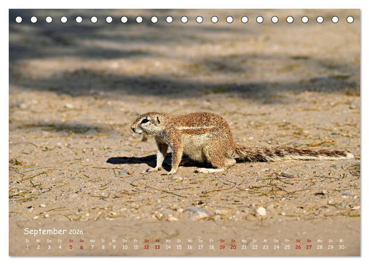 Produktbild: Kgalagadi - Fauna und Wildtiere in der Kalahari (Tischkalender 2026 DIN A5 quer), CALVENDO Monatskalender