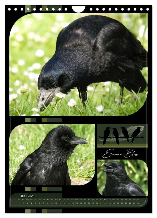 Produktbild: Crows - Through the Seasons (Wall Calendar 2026 DIN A4 portrait), CALVENDO 12 Month Wall Calendar