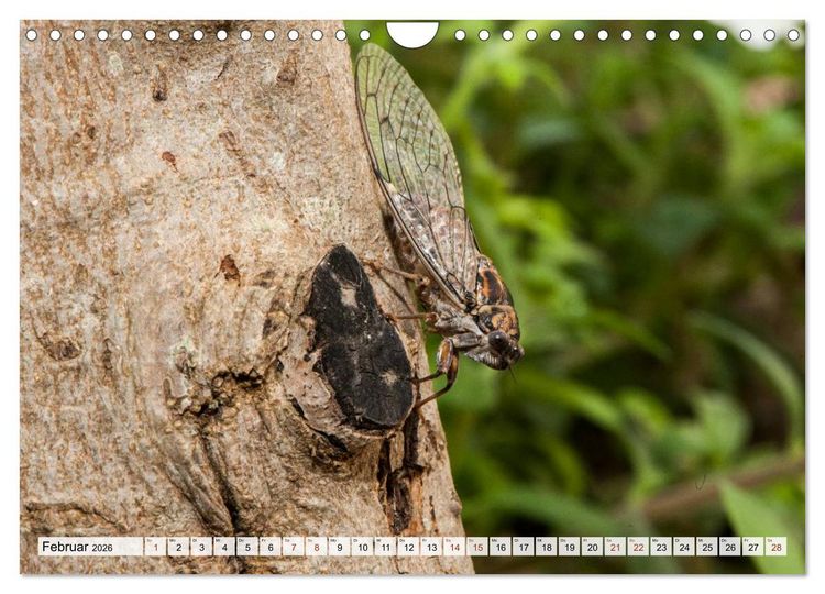 Produktbild: INSEKTEN GANZ NAHE (Wandkalender 2026 DIN A4 quer), CALVENDO Monatskalender
