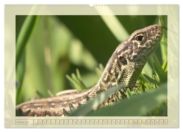Produktbild: Minisaurier im Garten (hochwertiger Premium Wandkalender 2027 DIN A2 quer), Kunstdruck in Hochglanz