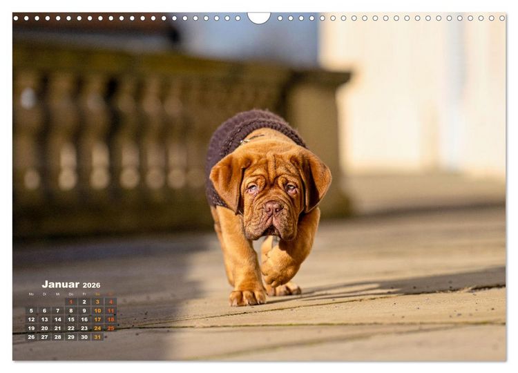 Produktbild: Eine kleine Bordeauxdogge entdeckt die Welt (Wandkalender 2026 DIN A3 quer), CALVENDO Monatskalender