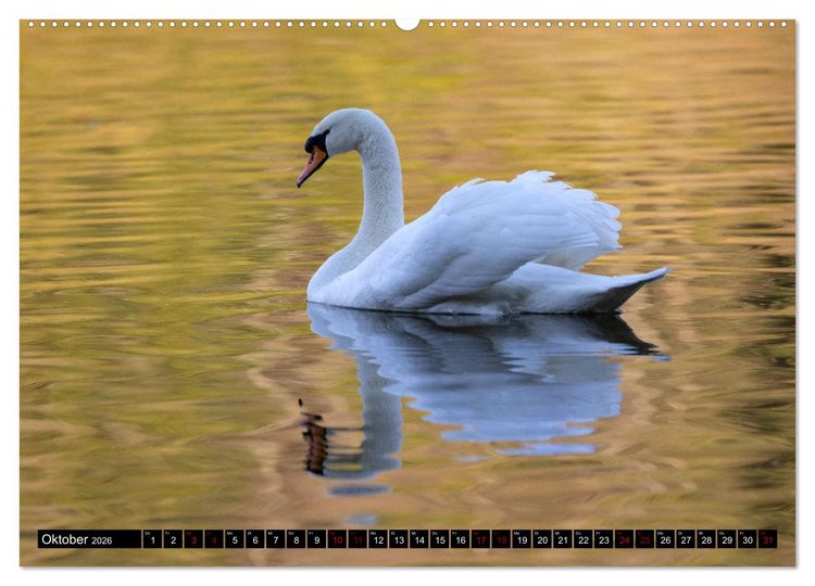 Produktbild: Die Eleganz der Schw&auml;ne (hochwertiger Premium Wandkalender 2026 DIN A2 quer), Kunstdruck in Hochglanz